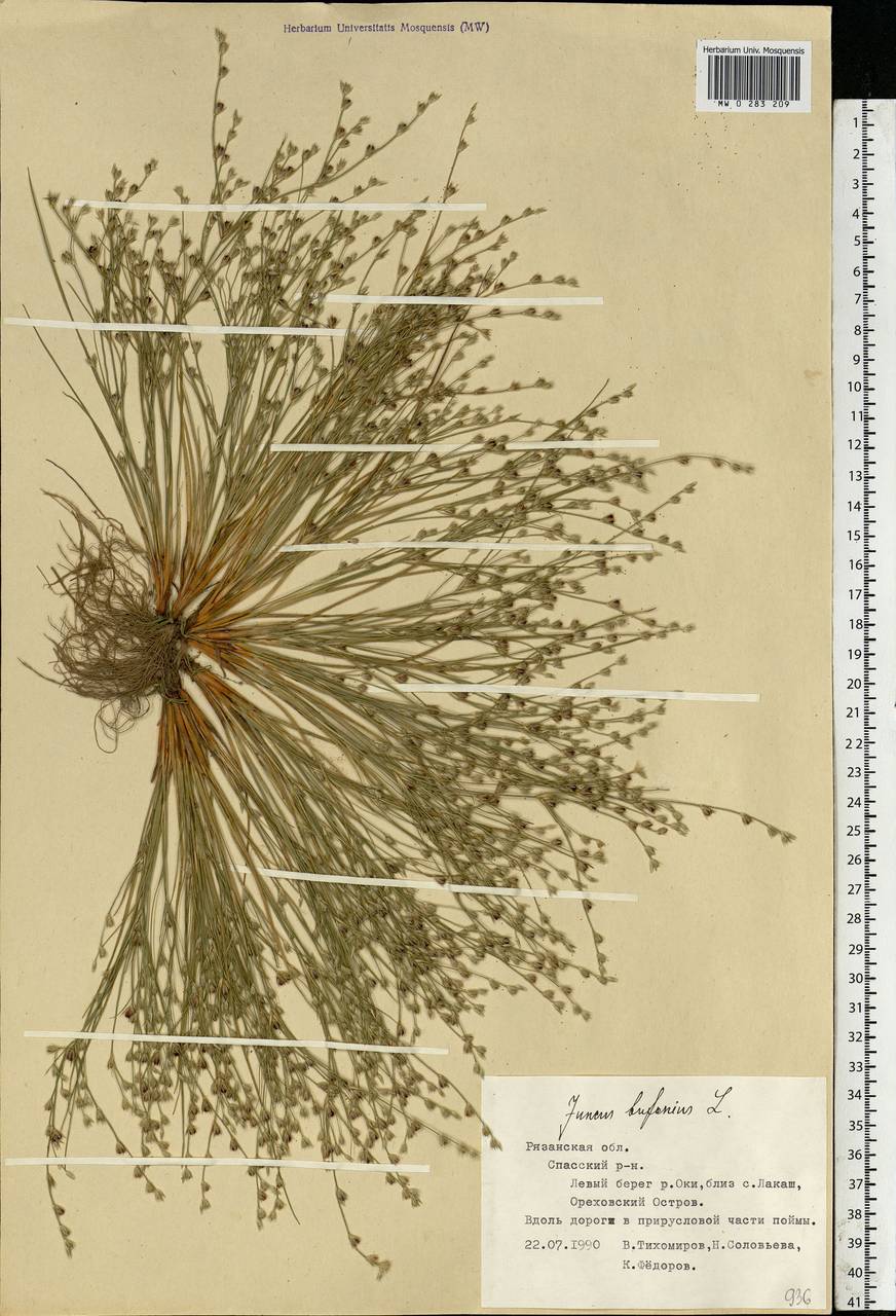 Juncus bufonius L., Eastern Europe, Central region (E4) (Russia)