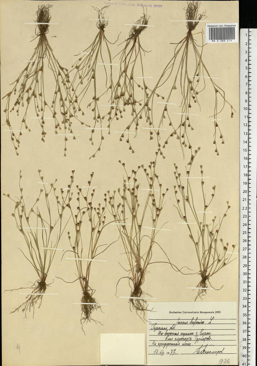 Juncus bufonius L., Eastern Europe, Central region (E4) (Russia)