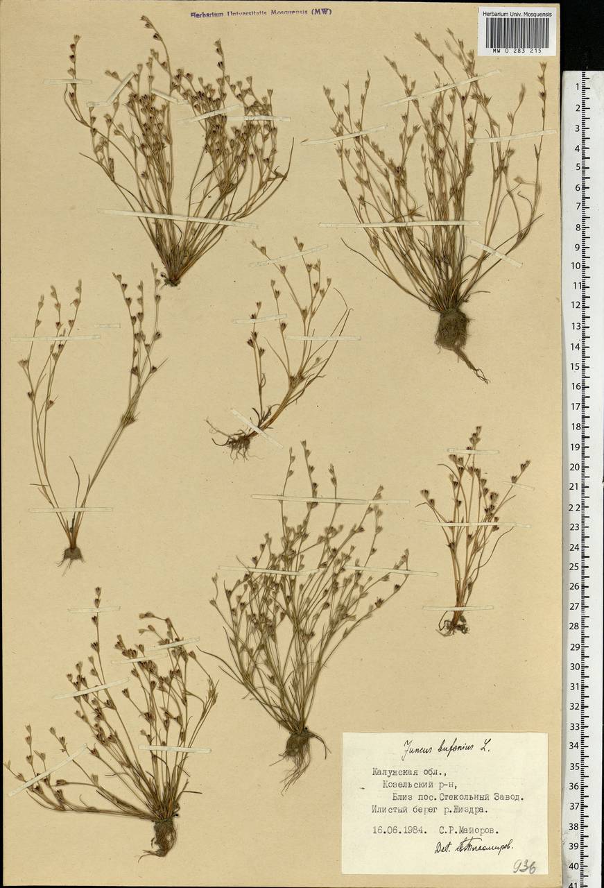 Juncus bufonius L., Eastern Europe, Central region (E4) (Russia)