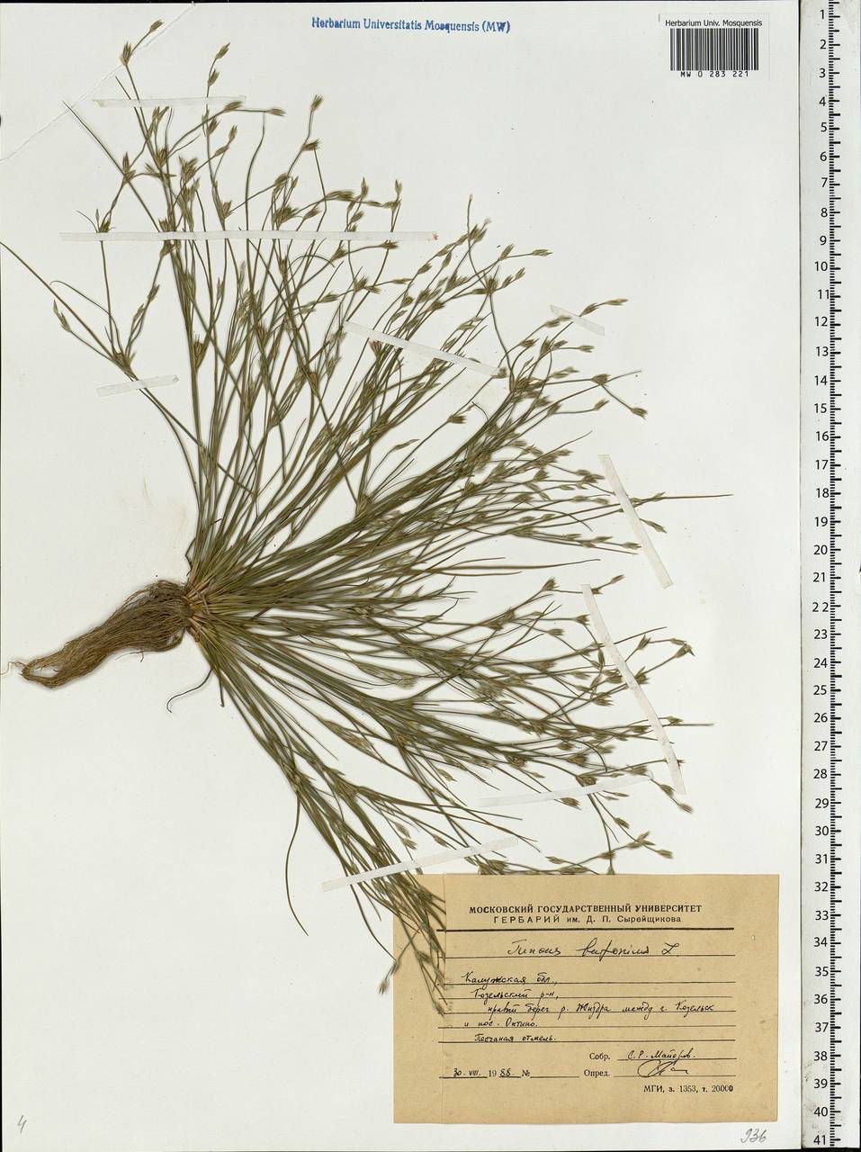 Juncus bufonius L., Eastern Europe, Central region (E4) (Russia)