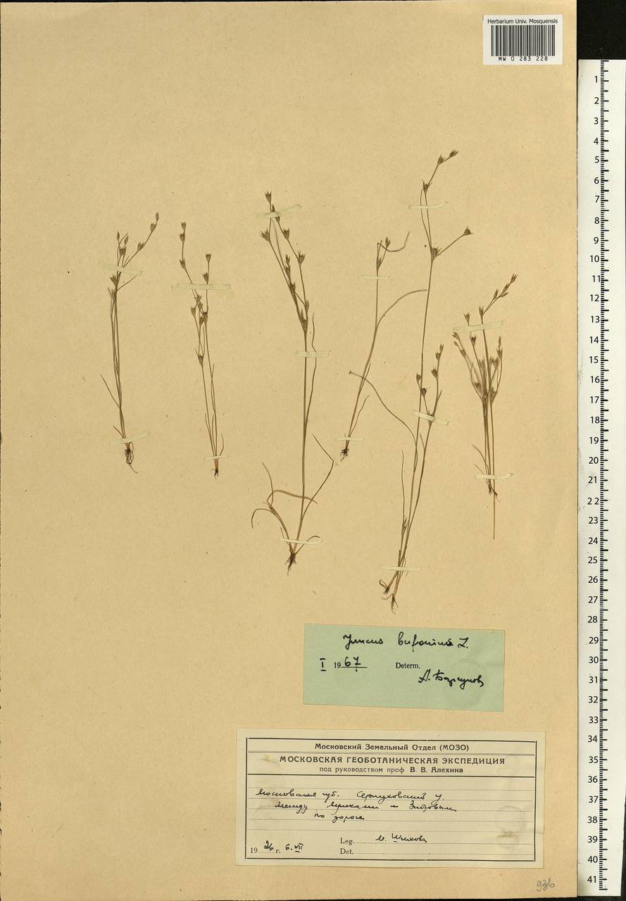 Juncus bufonius L., Eastern Europe, Moscow region (E4a) (Russia)