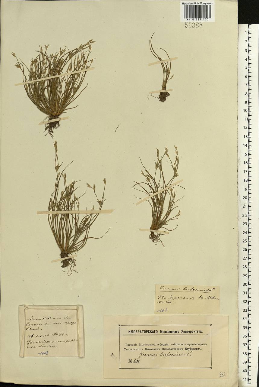 Juncus bufonius L., Eastern Europe, Moscow region (E4a) (Russia)