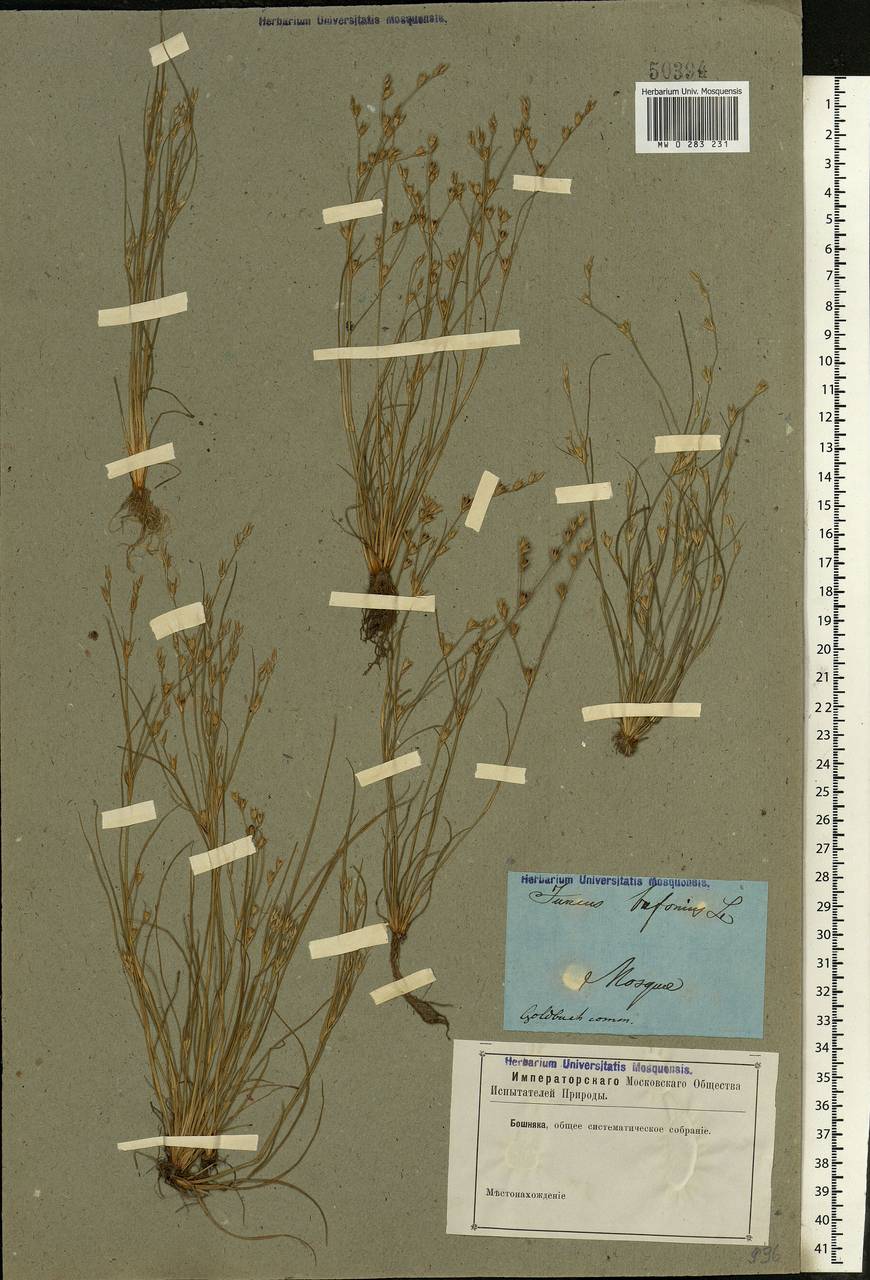 Juncus bufonius L., Eastern Europe, Moscow region (E4a) (Russia)