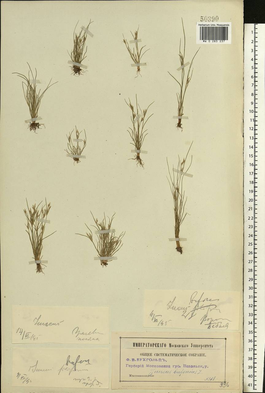 Juncus bufonius L., Eastern Europe, Moscow region (E4a) (Russia)