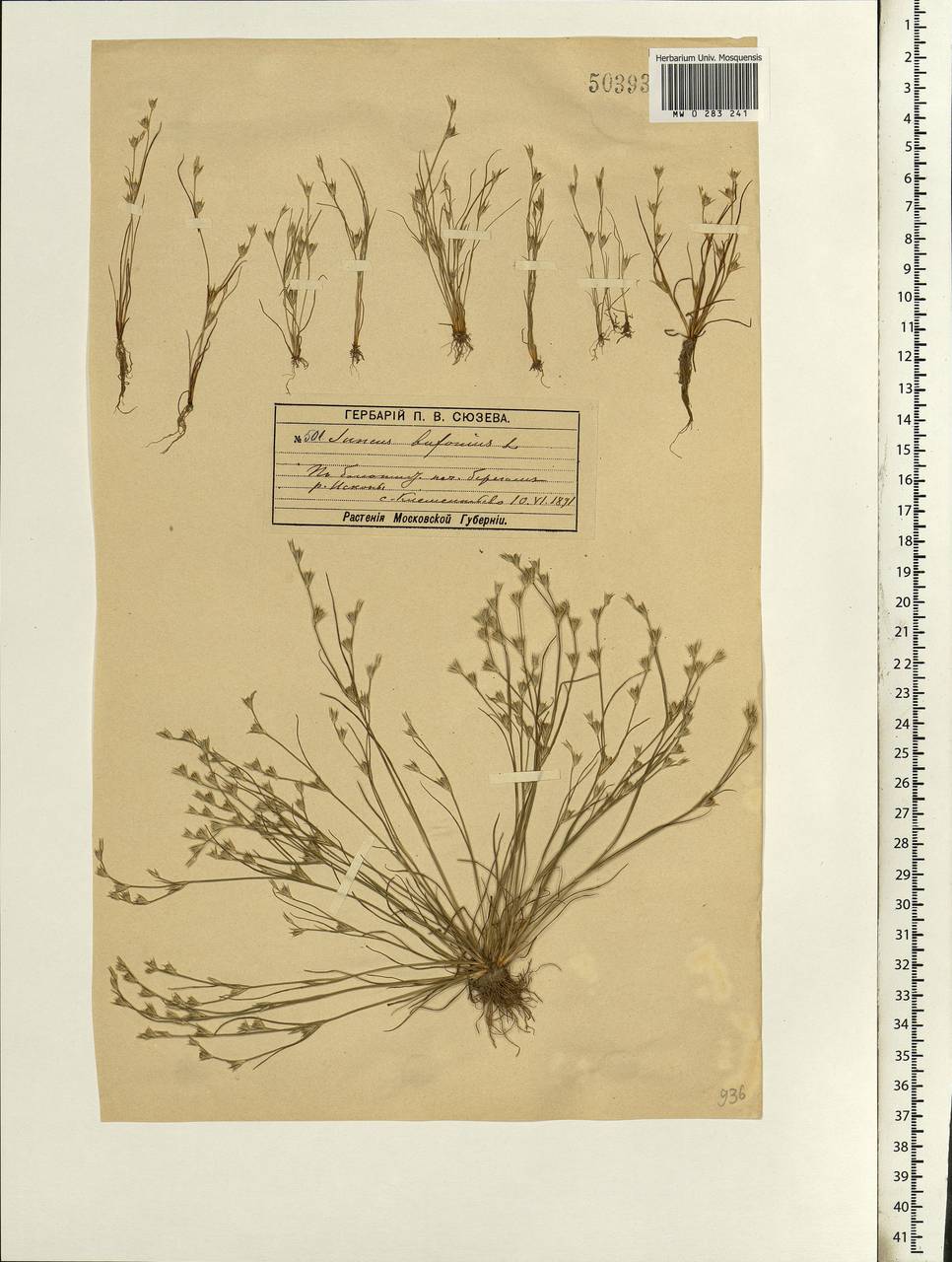 Juncus bufonius L., Eastern Europe, Moscow region (E4a) (Russia)