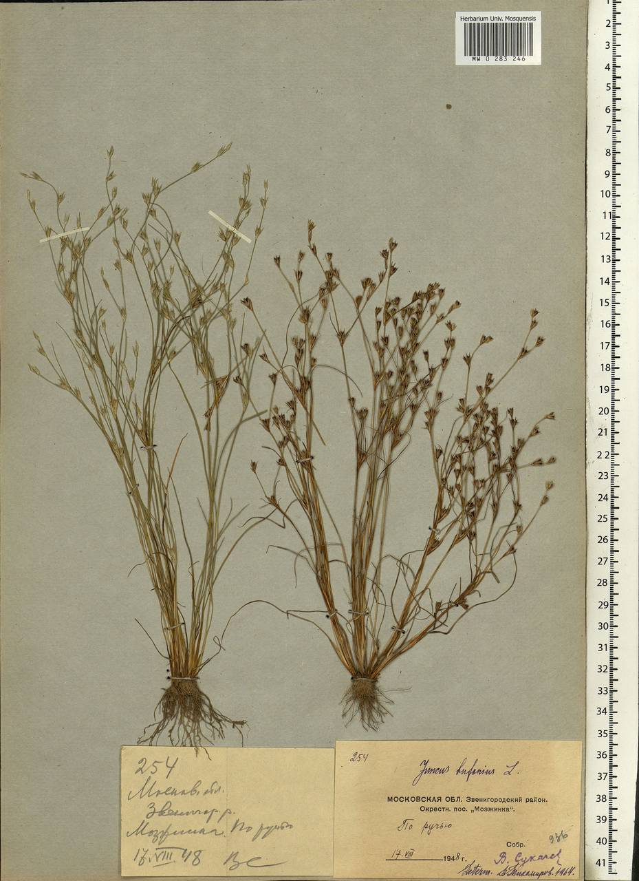 Juncus bufonius L., Eastern Europe, Moscow region (E4a) (Russia)