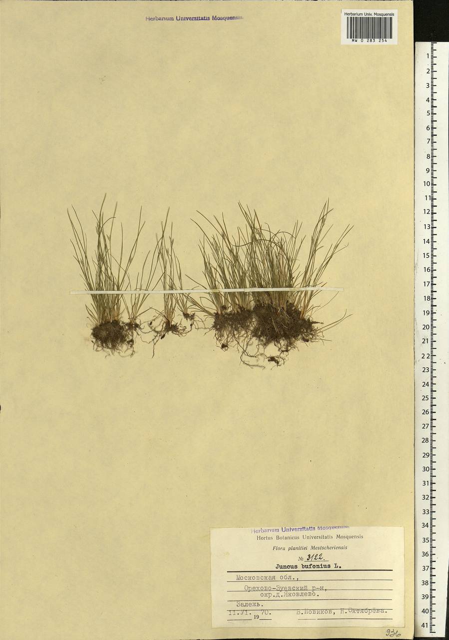 Juncus bufonius L., Eastern Europe, Moscow region (E4a) (Russia)