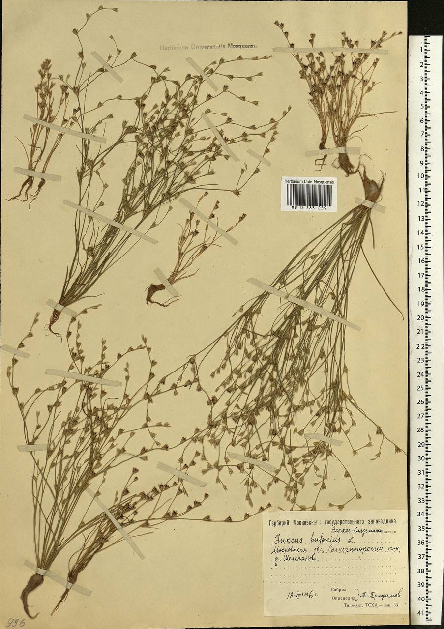 Juncus bufonius L., Eastern Europe, Moscow region (E4a) (Russia)