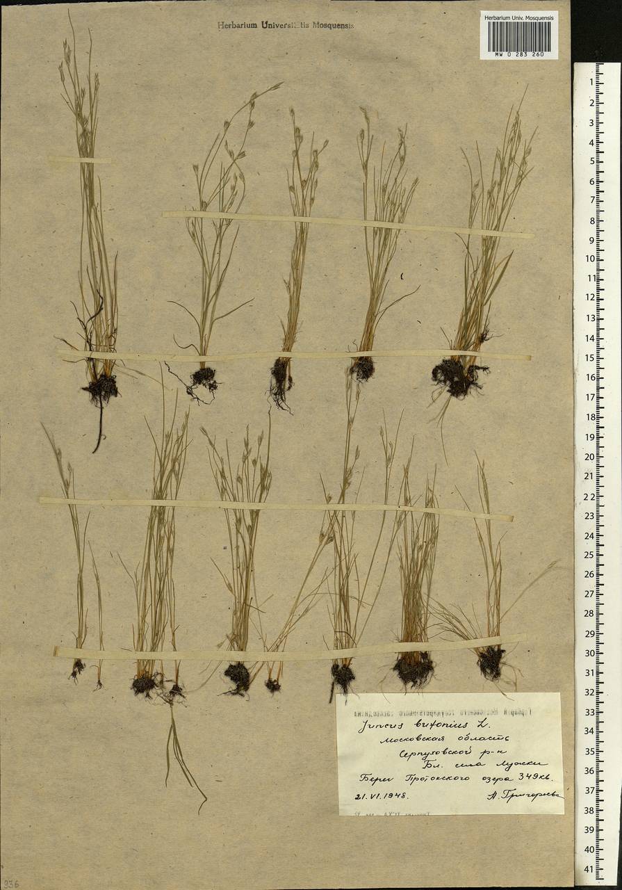 Juncus bufonius L., Eastern Europe, Moscow region (E4a) (Russia)