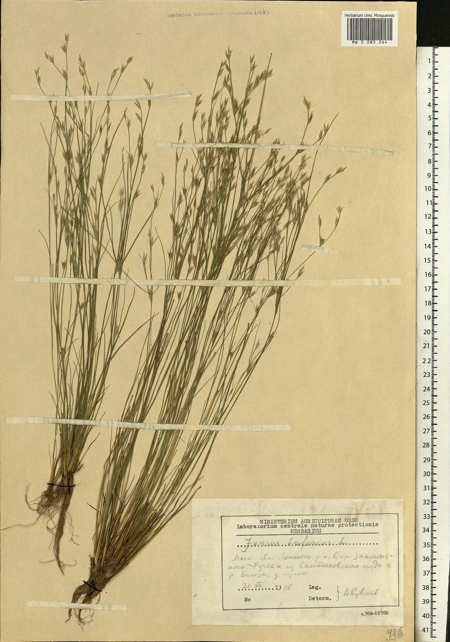Juncus bufonius L., Eastern Europe, Moscow region (E4a) (Russia)