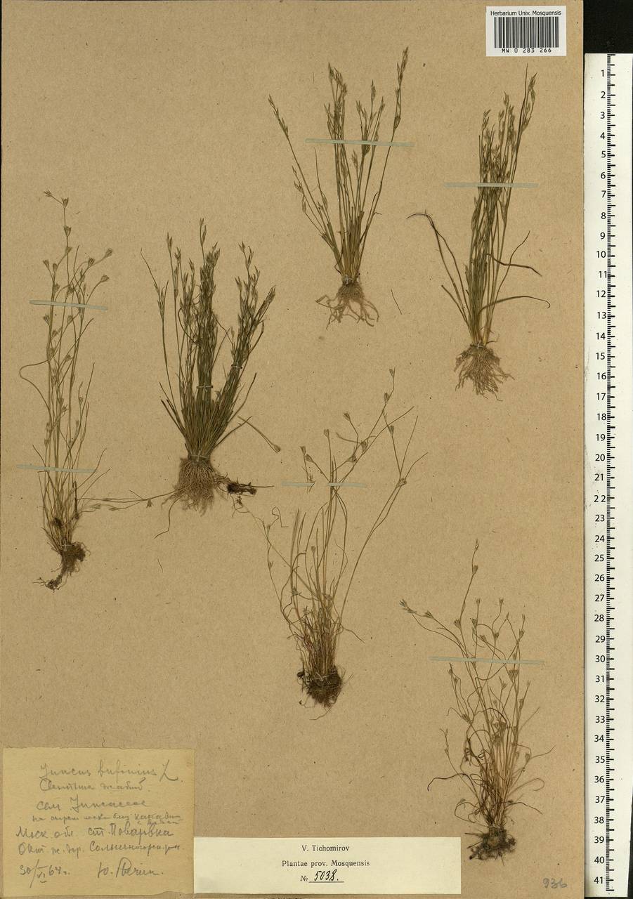Juncus bufonius L., Eastern Europe, Moscow region (E4a) (Russia)