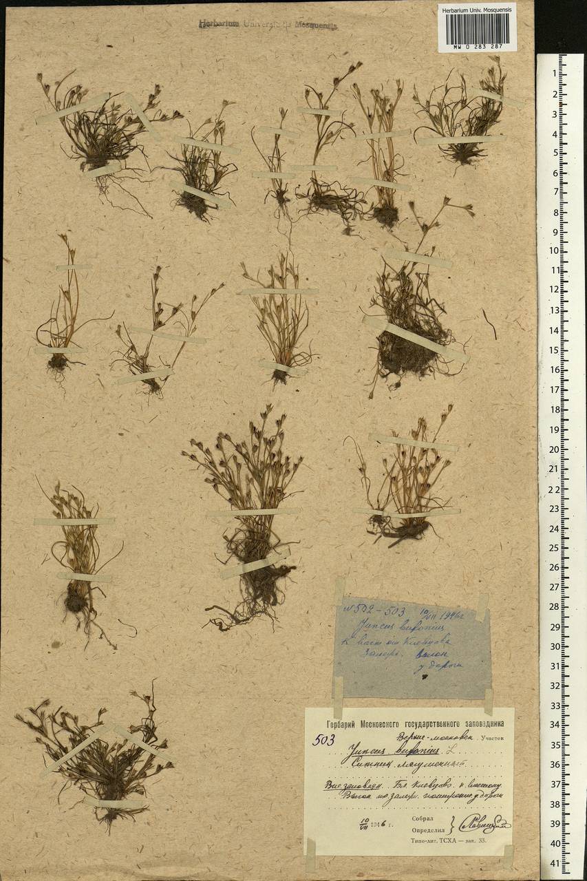 Juncus bufonius L., Eastern Europe, Moscow region (E4a) (Russia)