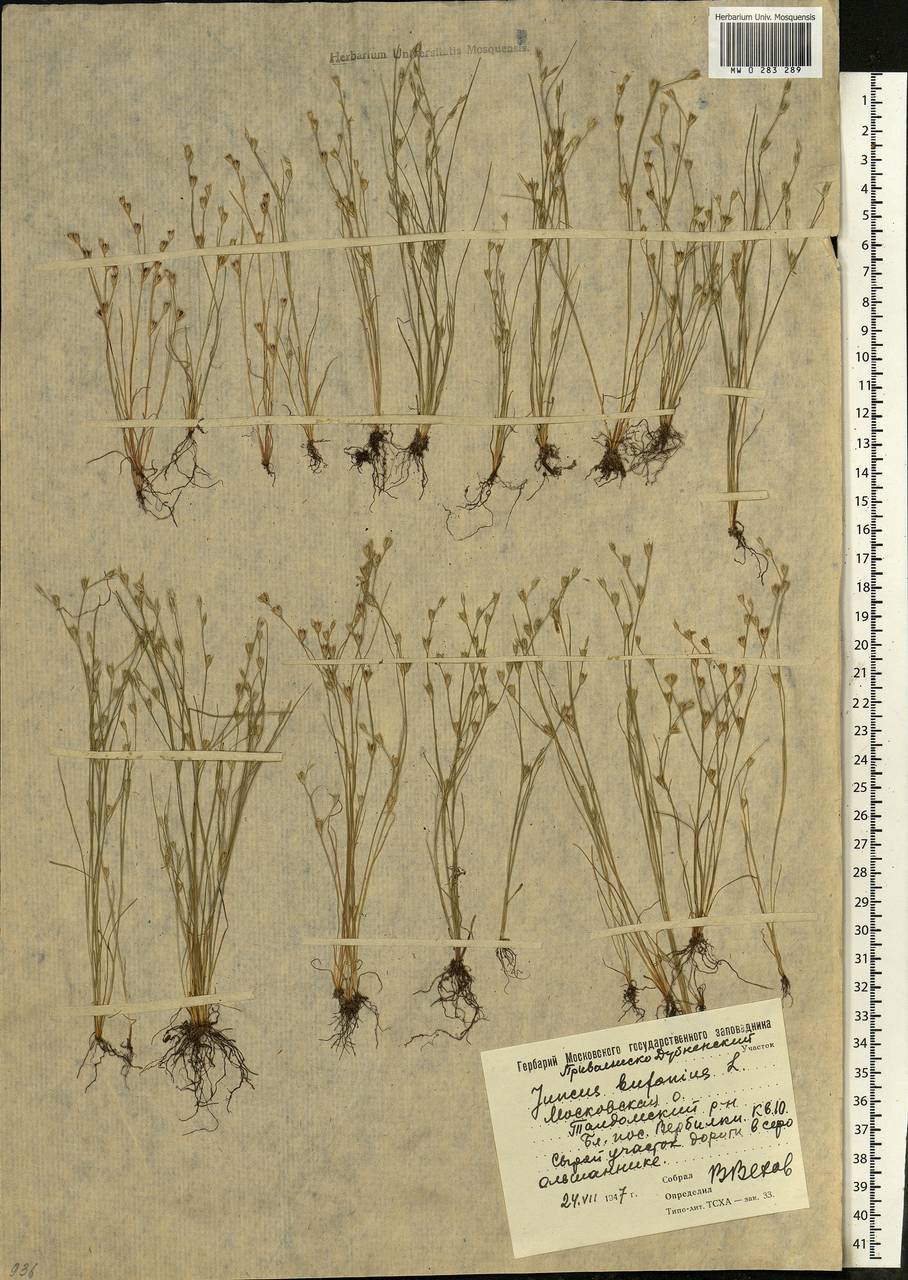 Juncus bufonius L., Eastern Europe, Moscow region (E4a) (Russia)