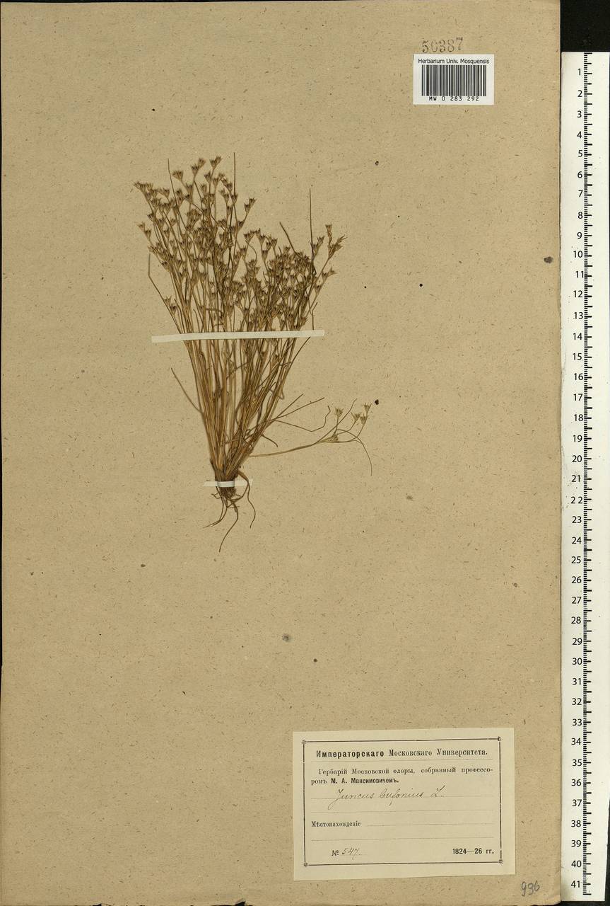 Juncus bufonius L., Eastern Europe, Moscow region (E4a) (Russia)