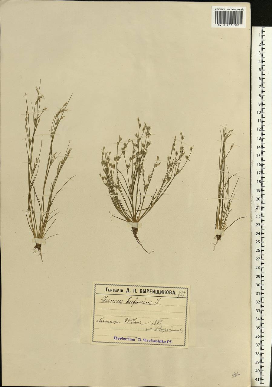 Juncus bufonius L., Eastern Europe, Moscow region (E4a) (Russia)