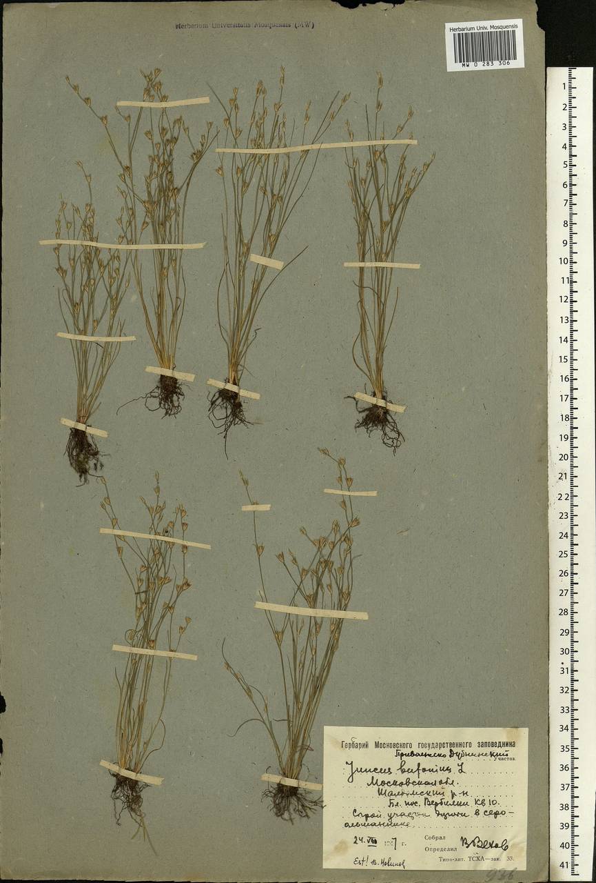 Juncus bufonius L., Eastern Europe, Moscow region (E4a) (Russia)