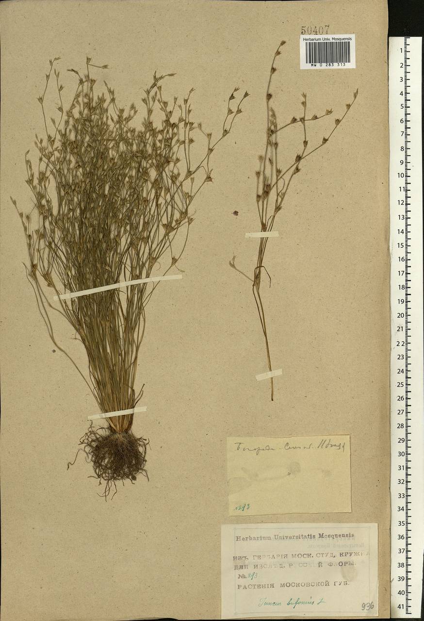 Juncus bufonius L., Eastern Europe, Moscow region (E4a) (Russia)