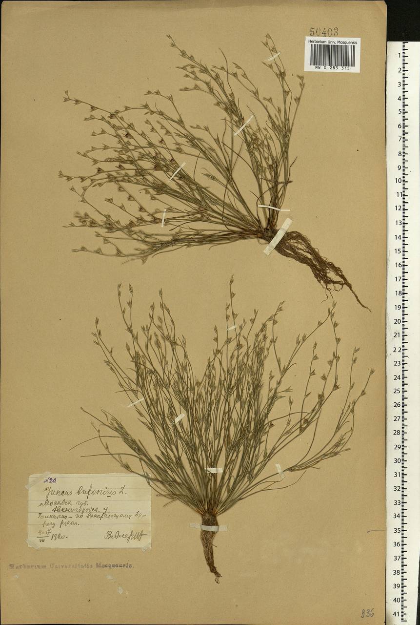 Juncus bufonius L., Eastern Europe, Moscow region (E4a) (Russia)