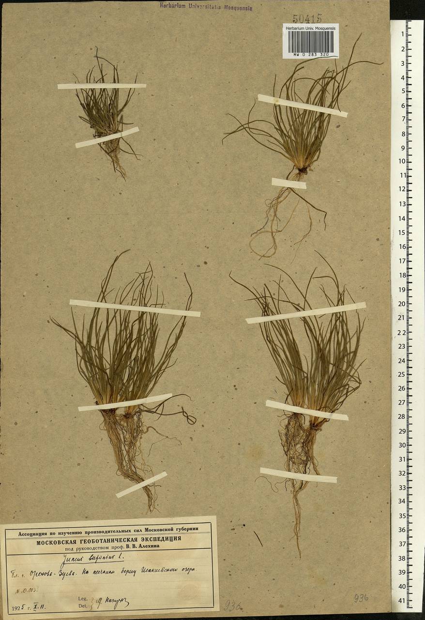 Juncus bufonius L., Eastern Europe, Moscow region (E4a) (Russia)