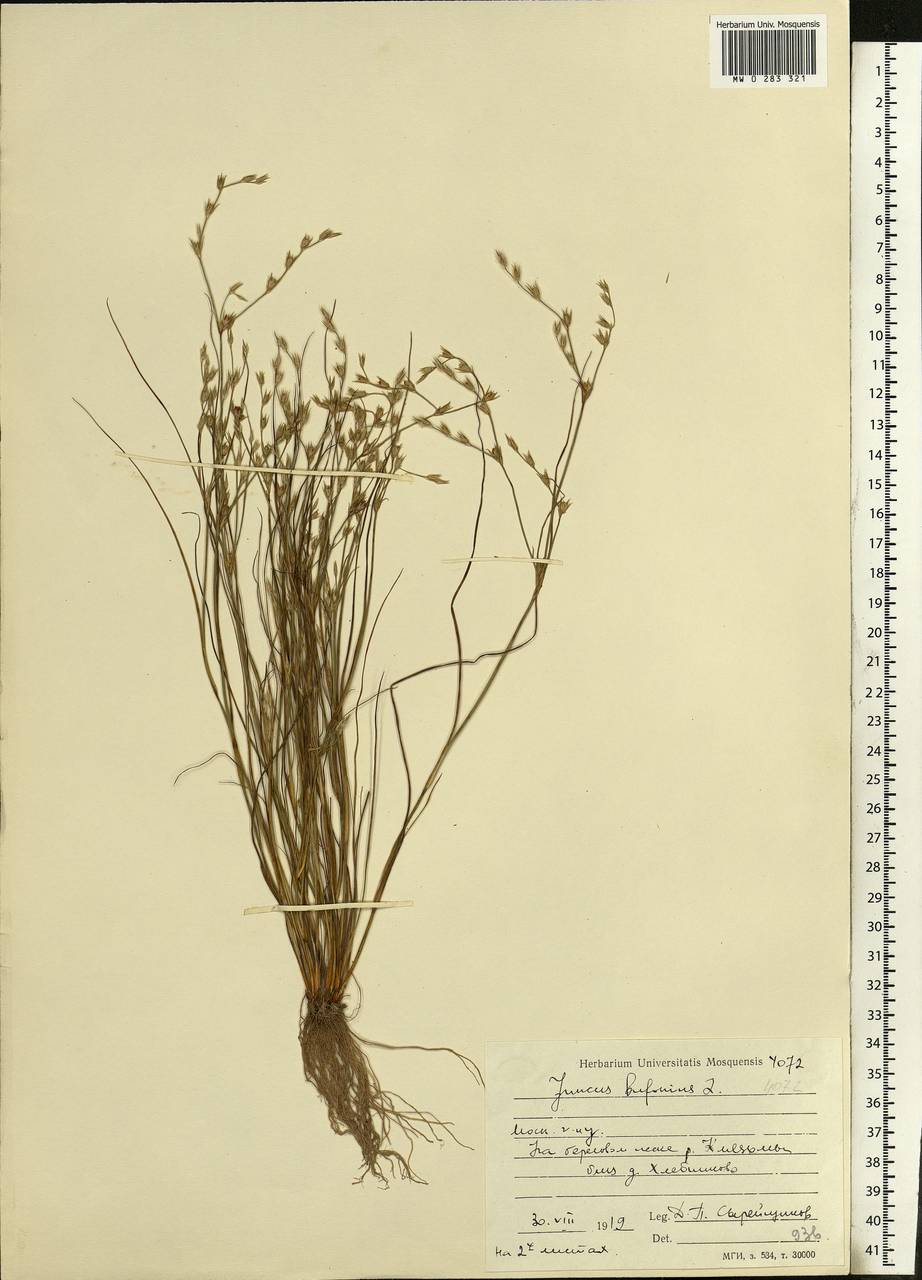 Juncus bufonius L., Eastern Europe, Moscow region (E4a) (Russia)