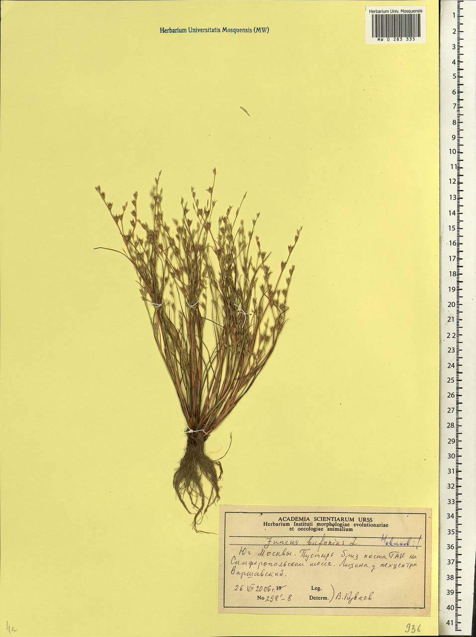 Juncus bufonius L., Eastern Europe, Moscow region (E4a) (Russia)