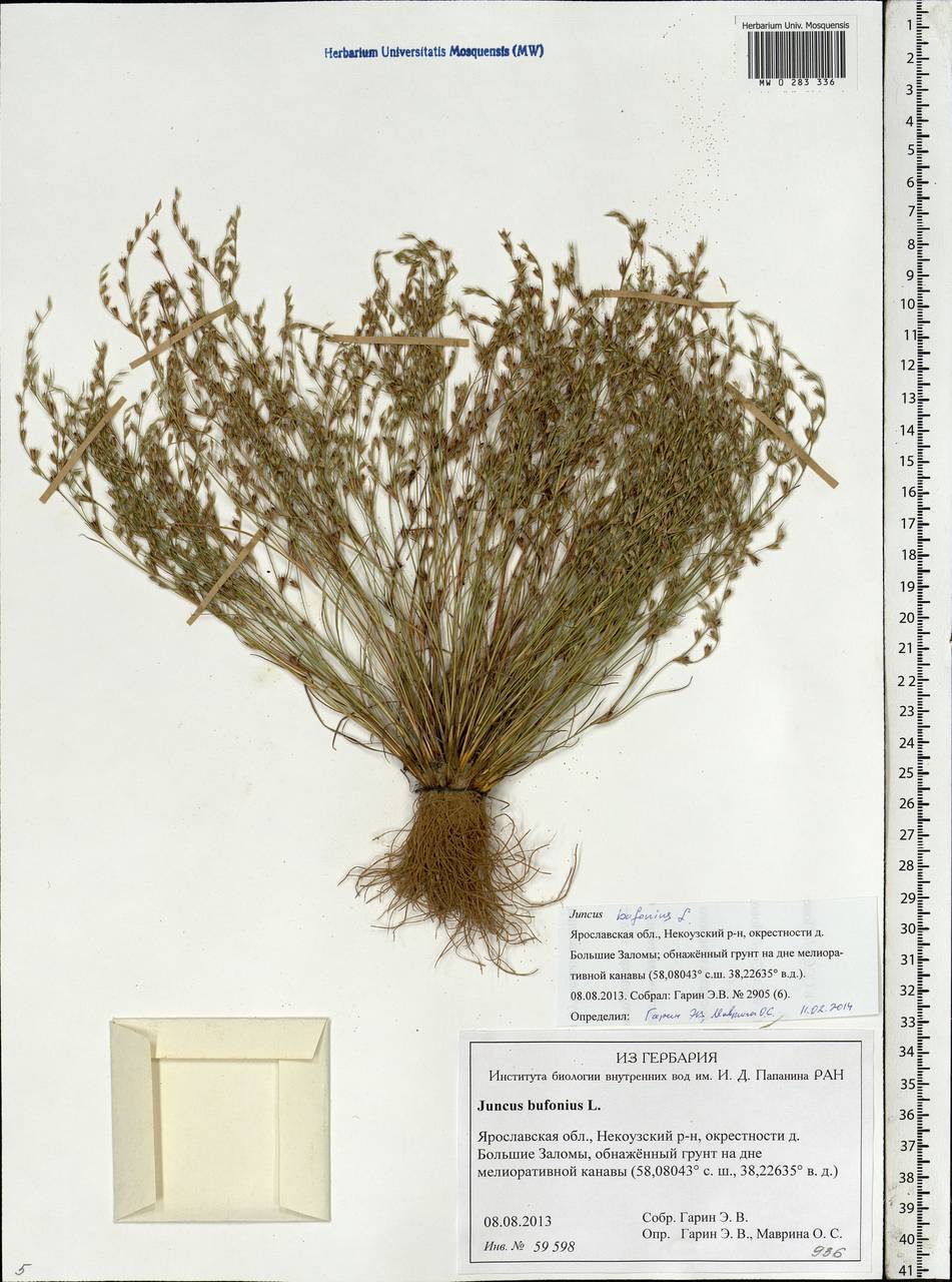 Juncus bufonius L., Eastern Europe, Central forest region (E5) (Russia)