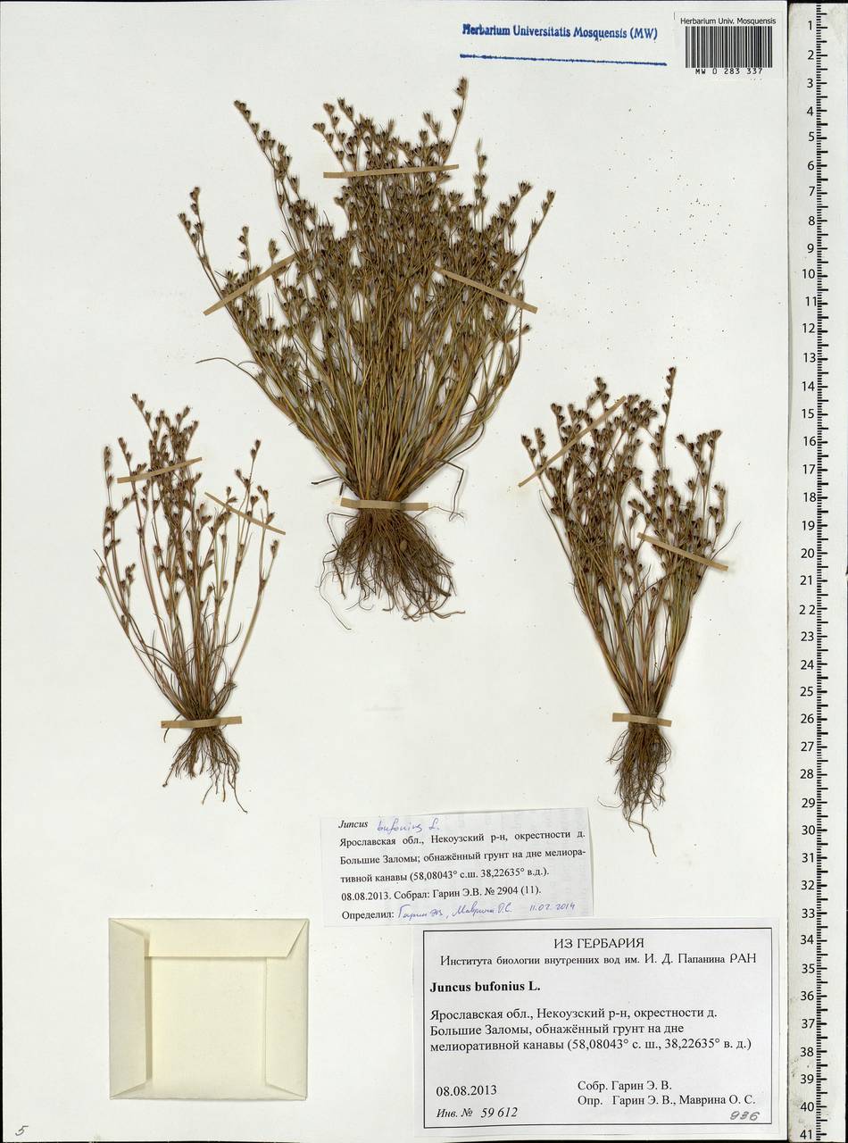 Juncus bufonius L., Eastern Europe, Central forest region (E5) (Russia)