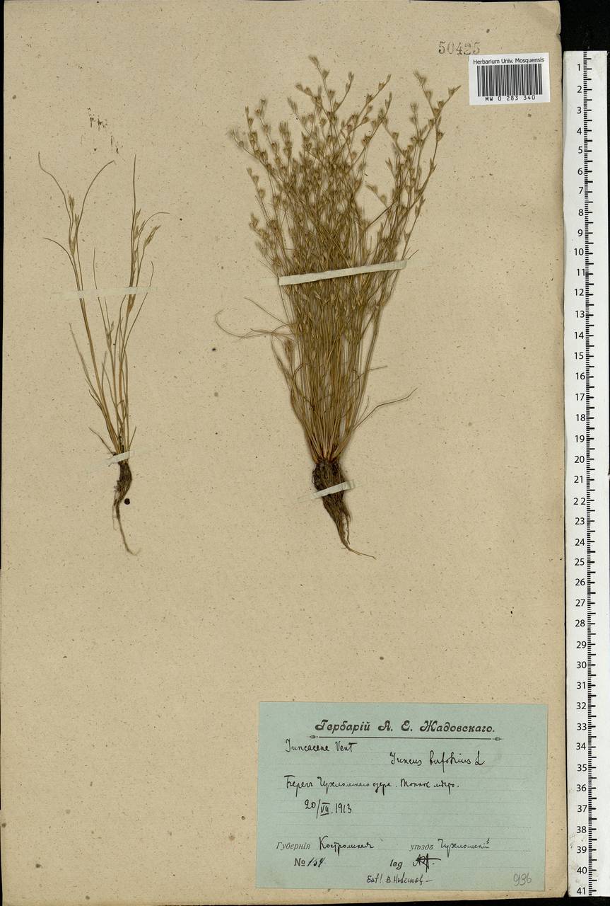 Juncus bufonius L., Eastern Europe, Central forest region (E5) (Russia)