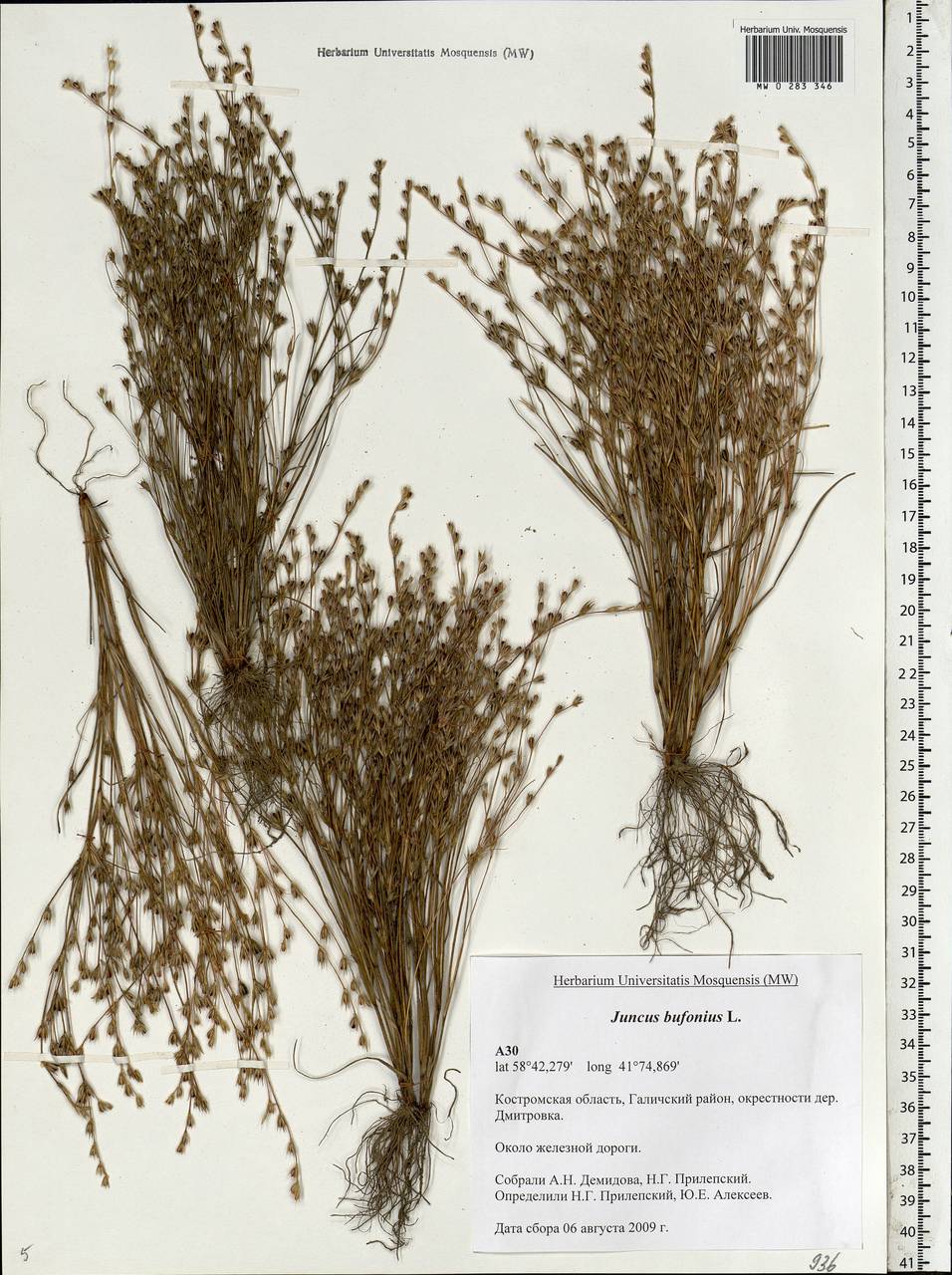Juncus bufonius L., Eastern Europe, Central forest region (E5) (Russia)