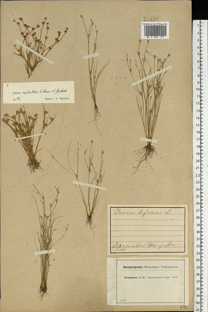 Juncus bufonius L., Eastern Europe, Central forest region (E5) (Russia)