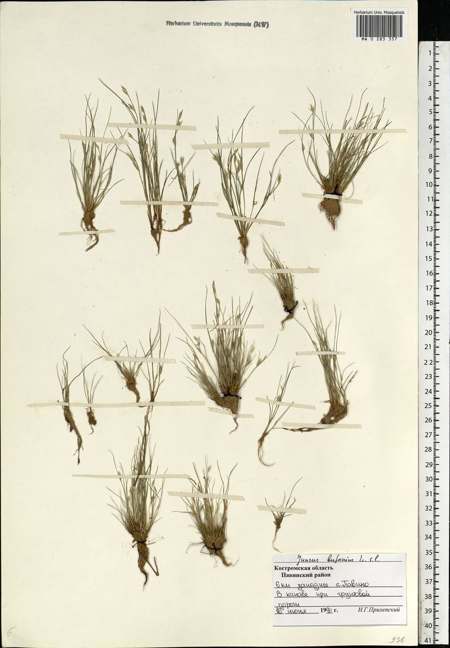Juncus bufonius L., Eastern Europe, Central forest region (E5) (Russia)