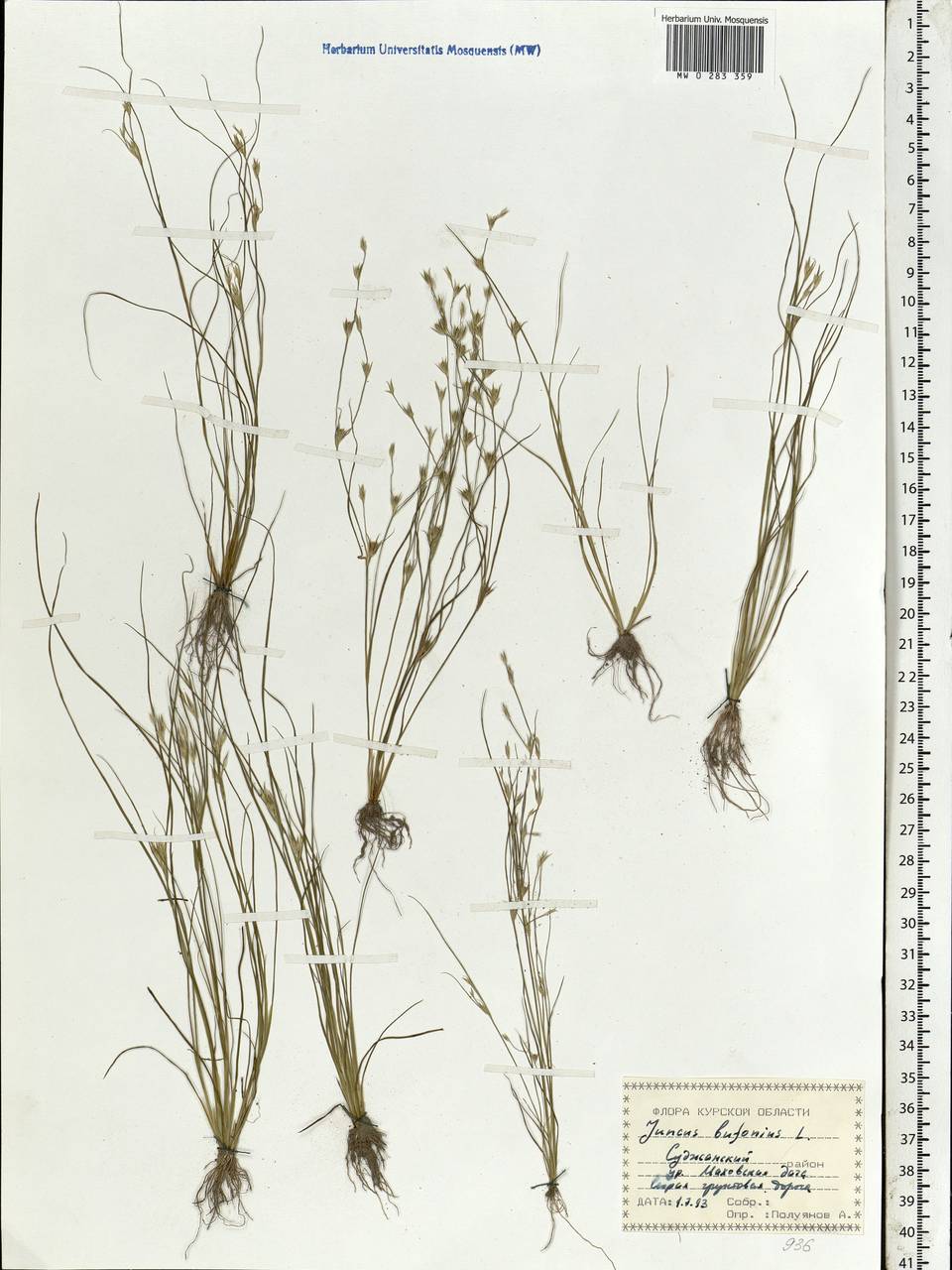 Juncus bufonius L., Eastern Europe, Central forest-and-steppe region (E6) (Russia)