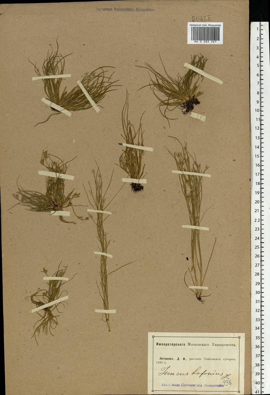 Juncus bufonius L., Eastern Europe, Central forest-and-steppe region (E6) (Russia)