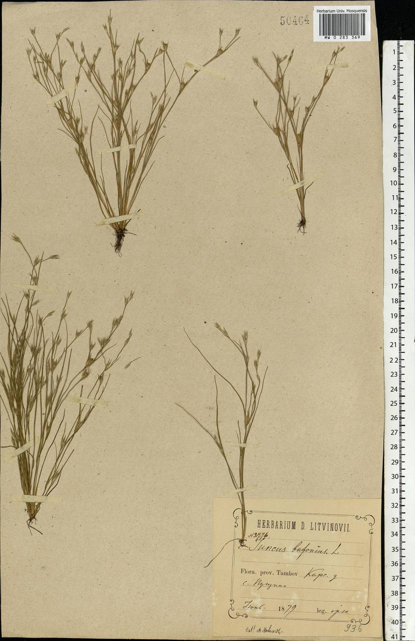 Juncus bufonius L., Eastern Europe, Central forest-and-steppe region (E6) (Russia)