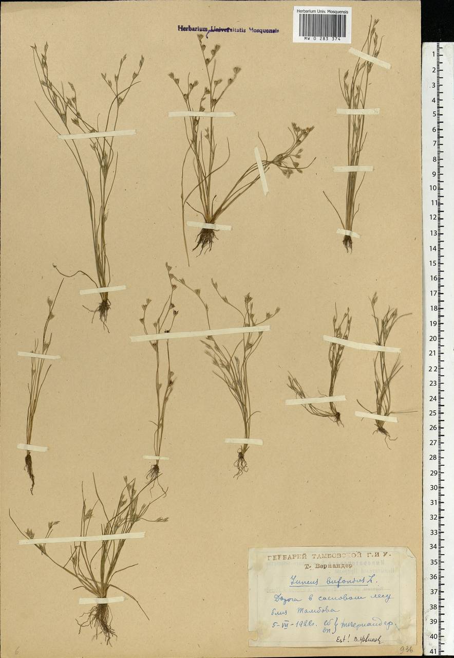 Juncus bufonius L., Eastern Europe, Central forest-and-steppe region (E6) (Russia)