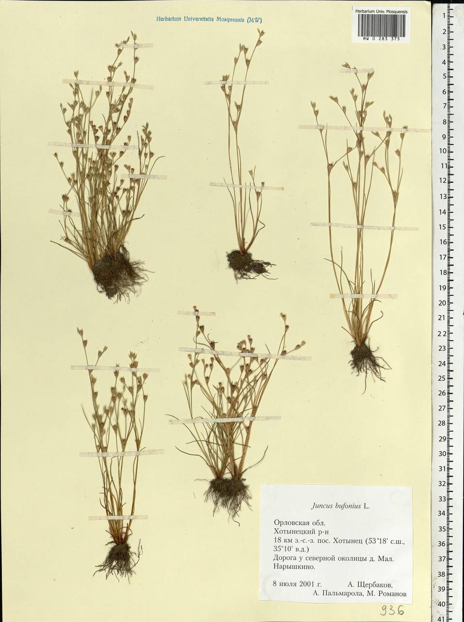 Juncus bufonius L., Eastern Europe, Central forest-and-steppe region (E6) (Russia)