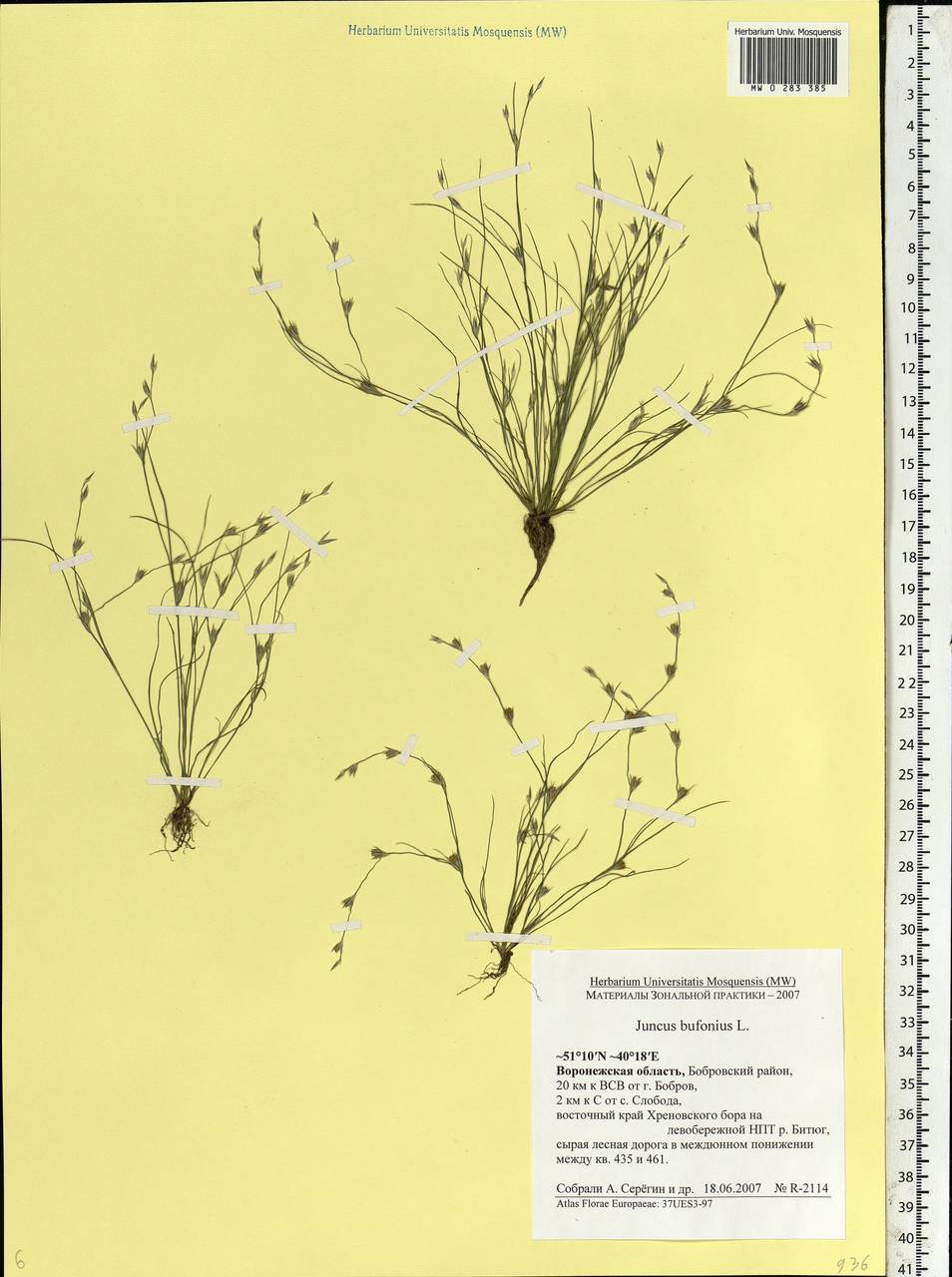 Juncus bufonius L., Eastern Europe, Central forest-and-steppe region (E6) (Russia)