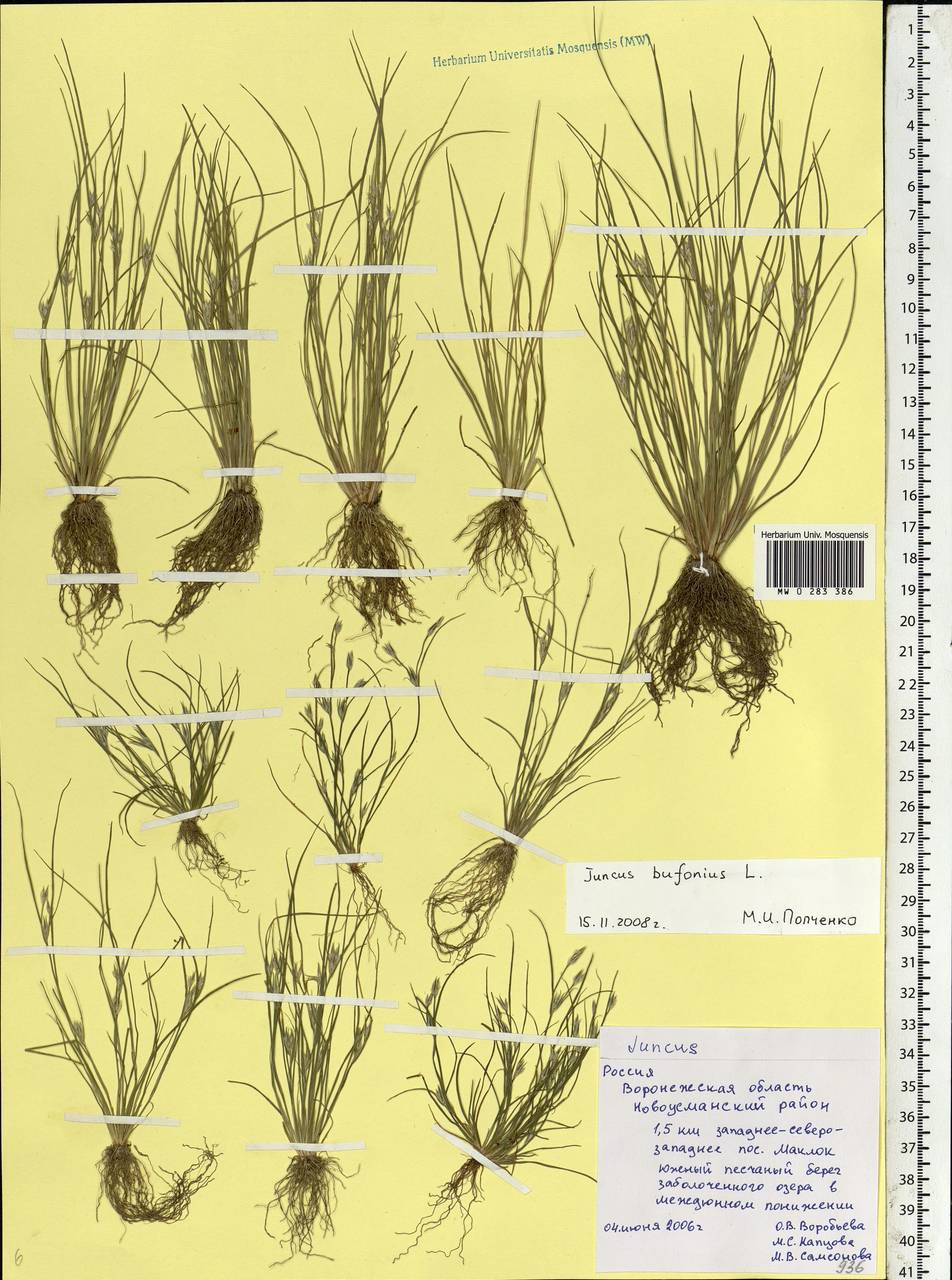 Juncus bufonius L., Eastern Europe, Central forest-and-steppe region (E6) (Russia)