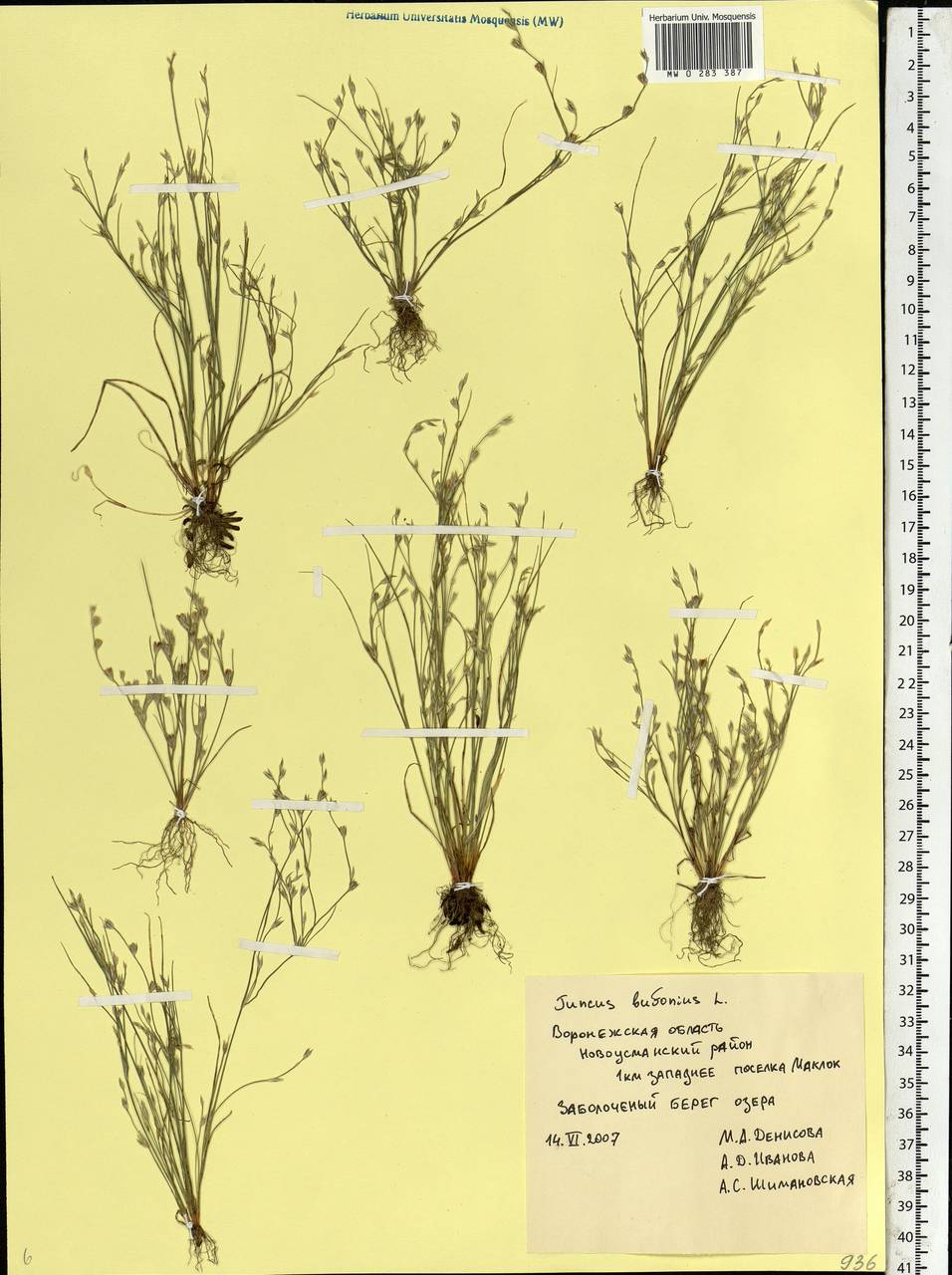 Juncus bufonius L., Eastern Europe, Central forest-and-steppe region (E6) (Russia)