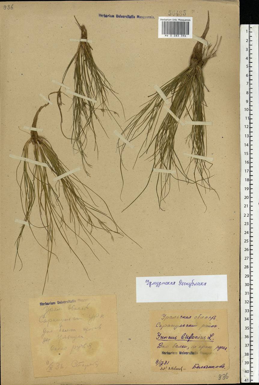 Juncus bufonius L., Eastern Europe, Volga-Kama region (E7) (Russia)