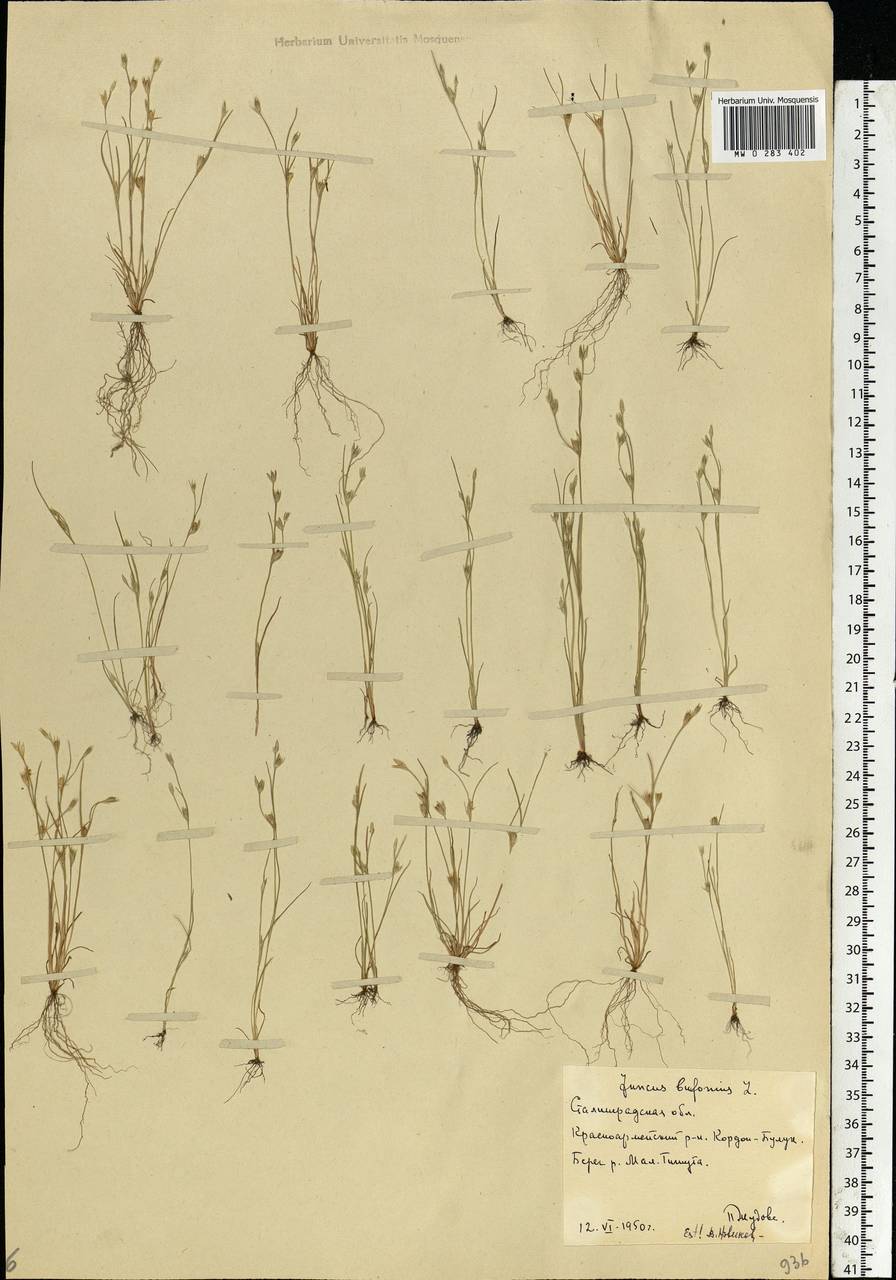 Juncus bufonius L., Eastern Europe, Lower Volga region (E9) (Russia)