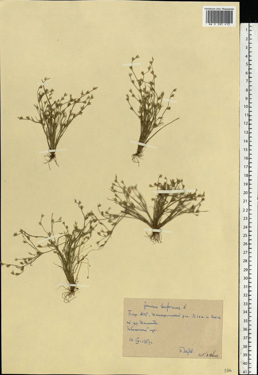 Juncus bufonius L., Eastern Europe, Eastern region (E10) (Russia)