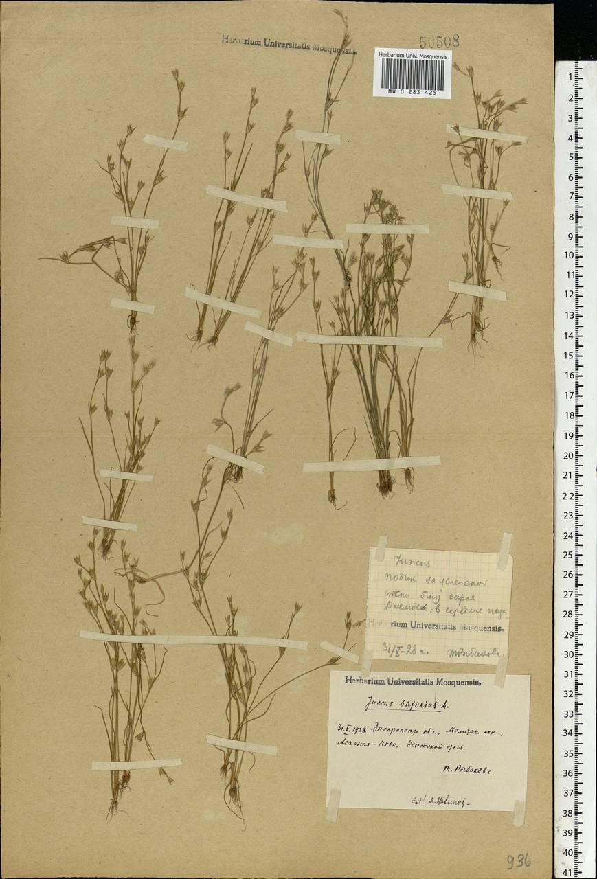 Juncus bufonius L., Eastern Europe, South Ukrainian region (E12) (Ukraine)