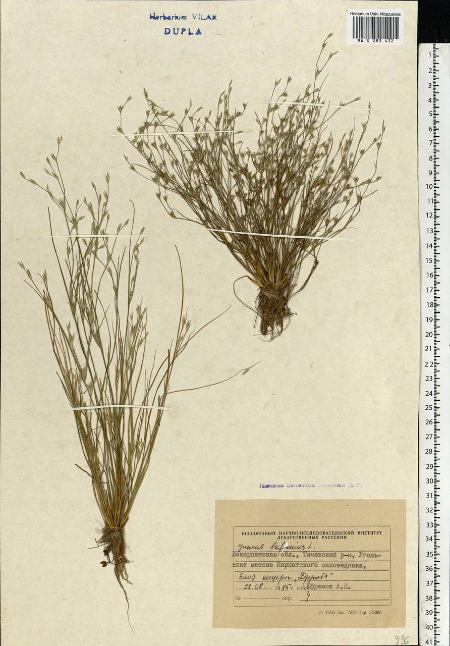 Juncus bufonius L., Eastern Europe, West Ukrainian region (E13) (Ukraine)