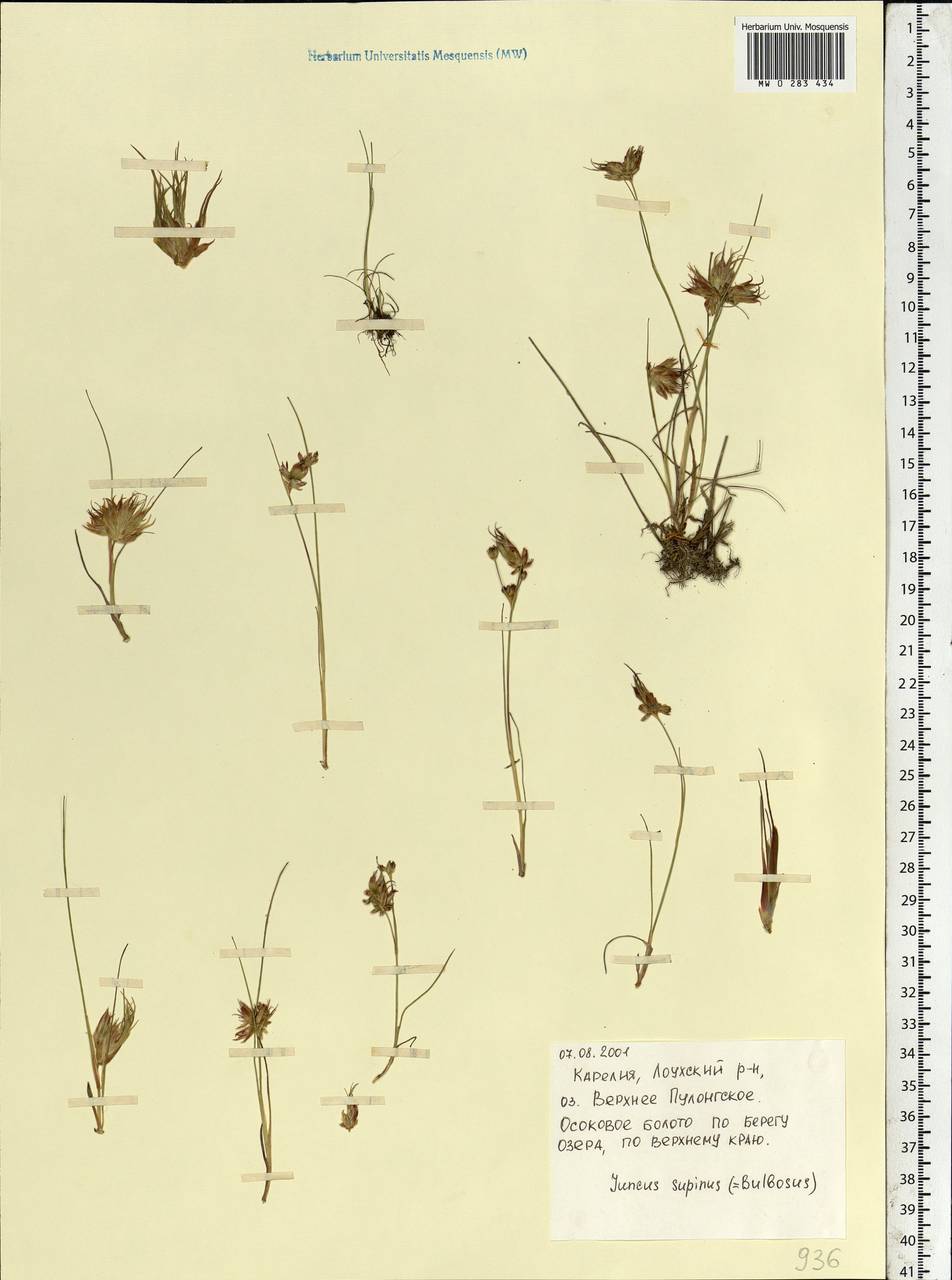 Juncus bulbosus L., Eastern Europe, Northern region (E1) (Russia)