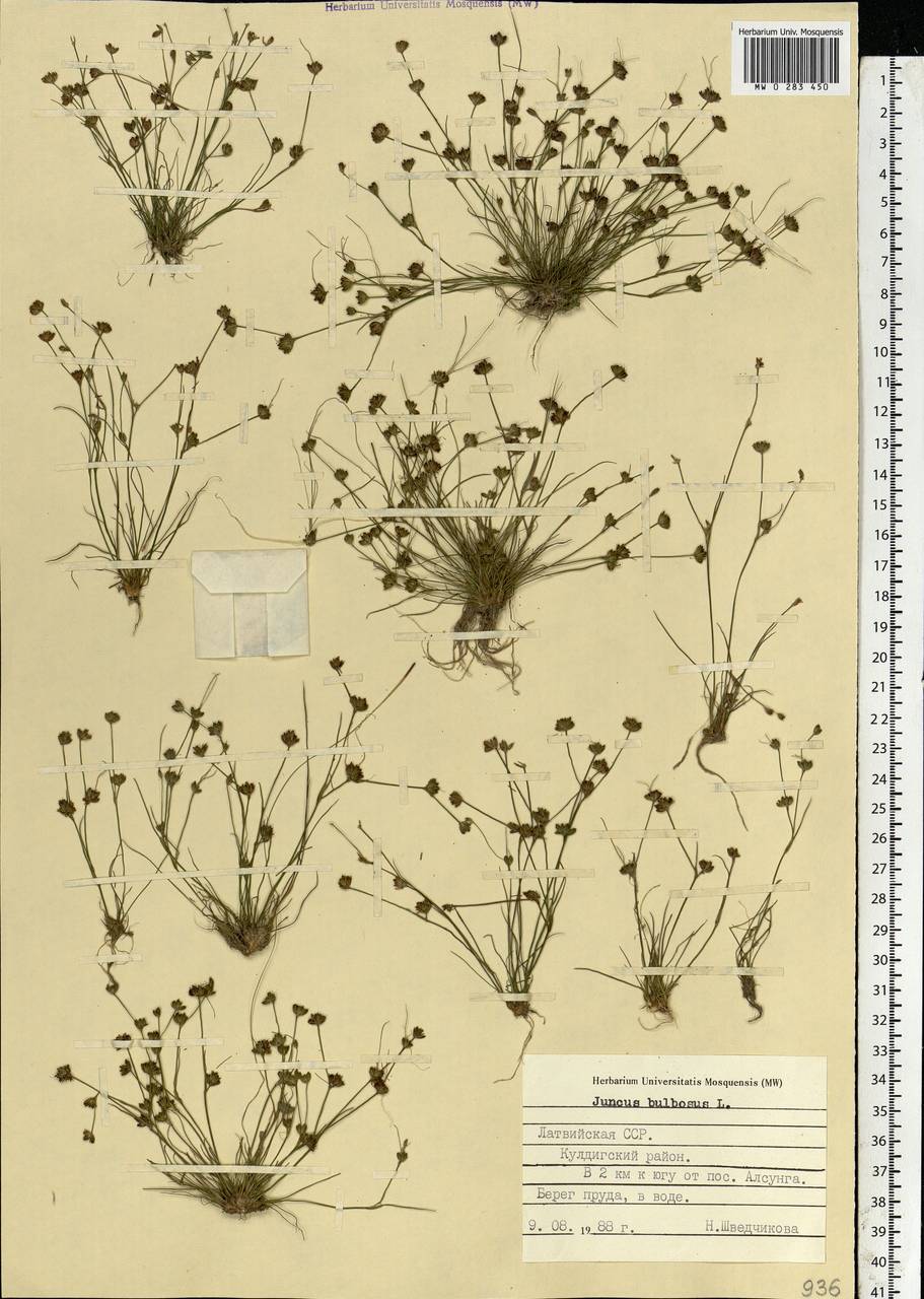 Juncus bulbosus L., Eastern Europe, Latvia (E2b) (Latvia)