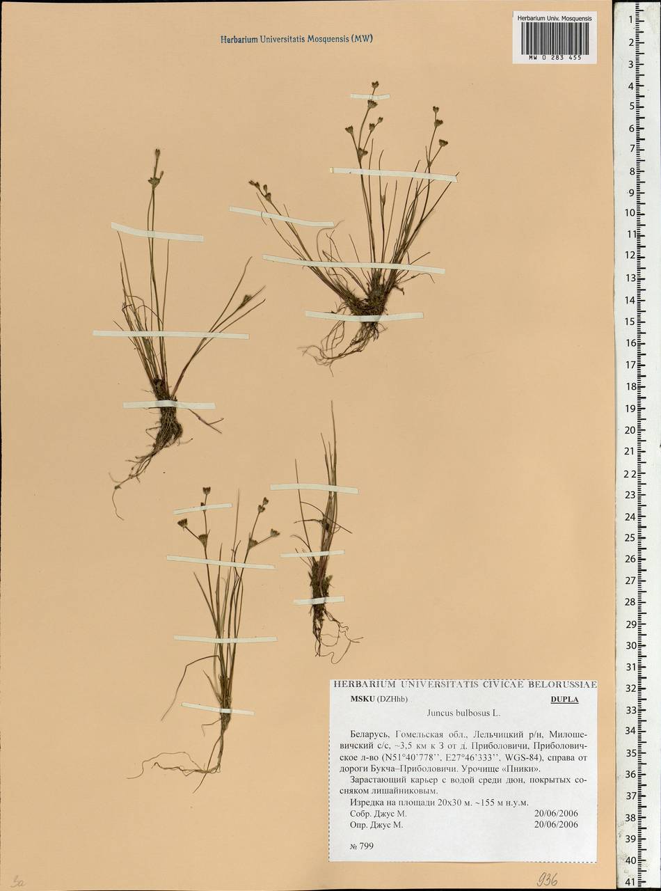 Juncus bulbosus L., Eastern Europe, Belarus (E3a) (Belarus)