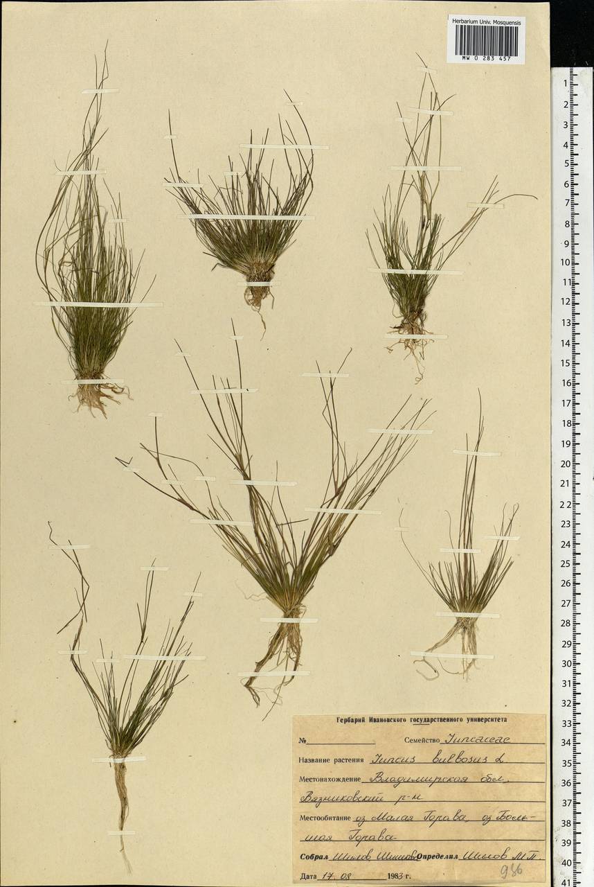 Juncus bulbosus L., Eastern Europe, Central region (E4) (Russia)