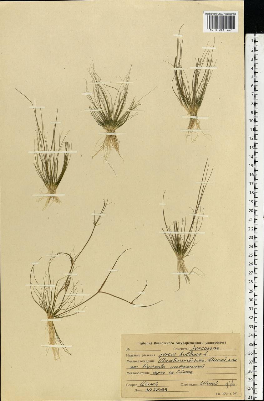 Juncus bulbosus L., Eastern Europe, Central forest region (E5) (Russia)