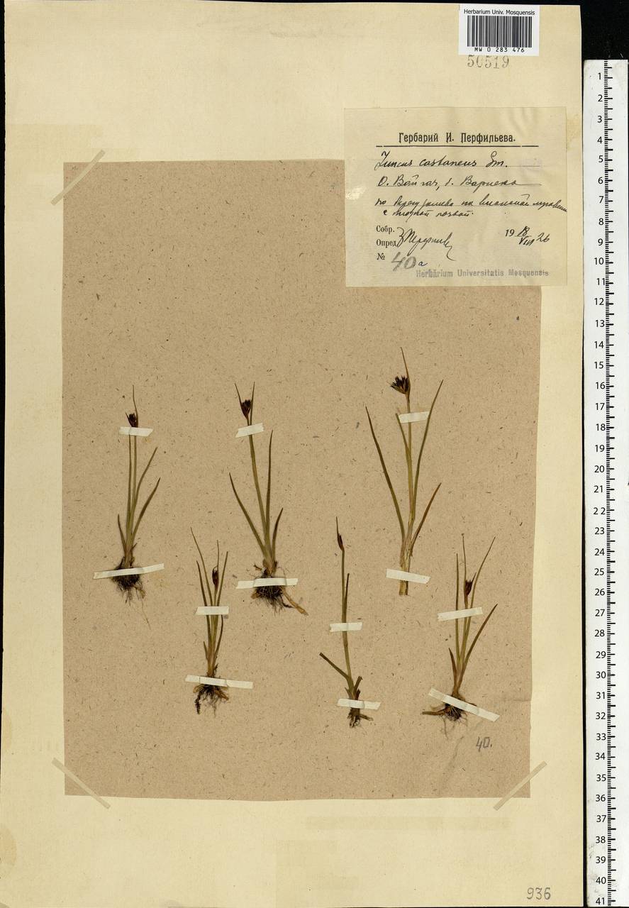Juncus castaneus Sm., Eastern Europe, Northern region (E1) (Russia)
